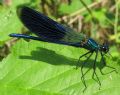 Calopteryx splendens